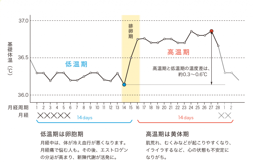 基礎体温の変化のグラフ