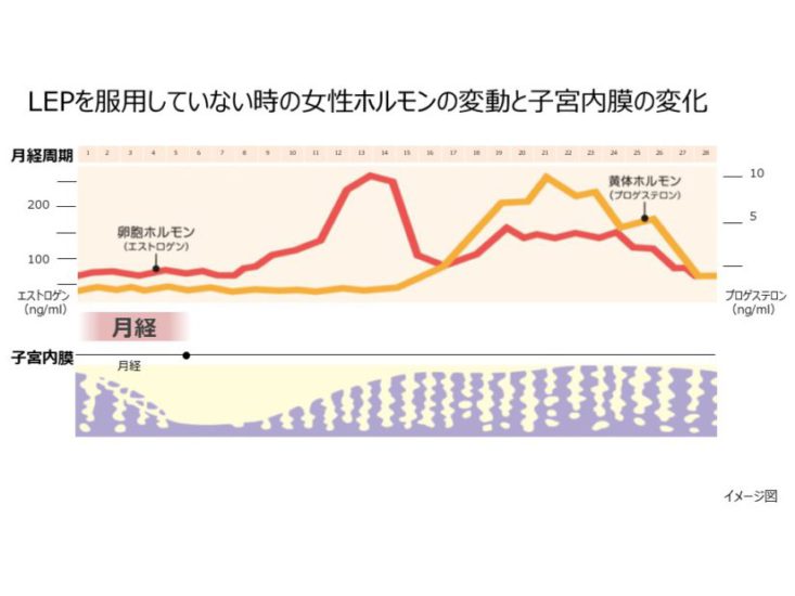 LEPを服用していない時の女性ホルモンの変動と子宮内膜の変化の図