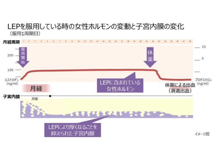 LEPを服用している時の女性ホルモンの変動と子宮内膜の変化（服用1周期目）の図