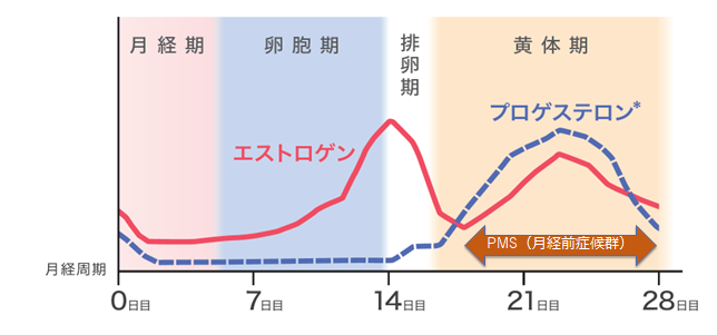 一カ月の月経周期の中で、7日間の月経が終わるとエストロゲンが上昇する卵胞期になる。月経開始から14日目に排卵期をむかえ、黄体期に入りプロゲステロンが上昇。PMSはプロゲステロンとエストロゲンが減少する黄体後期を中心に起こりやすい。