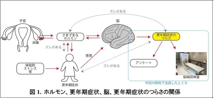 ホルモン、更年期症状、脳、更年期症状のつらさの関係