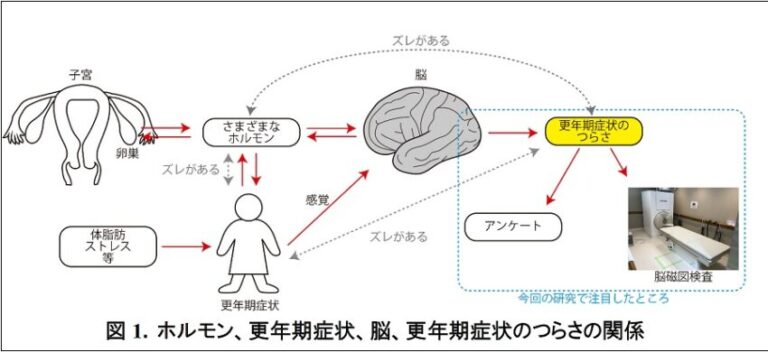 更年期の症状と脳の関係